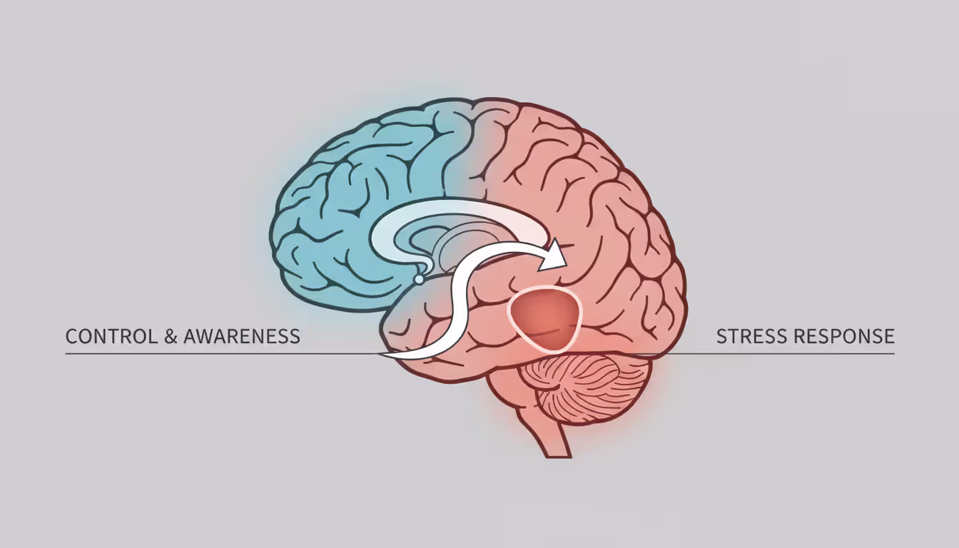 Illustrated cross-section of a human brain highlighting the prefrontal cortex in blue and the amygdala in orange, showing their interaction, clean infographic style