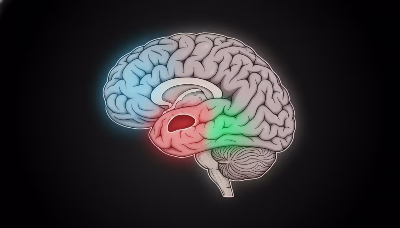 Cross-section illustration of human brain highlighting prefrontal cortex in blue, amygdala in red, and hippocampus in green on dark background