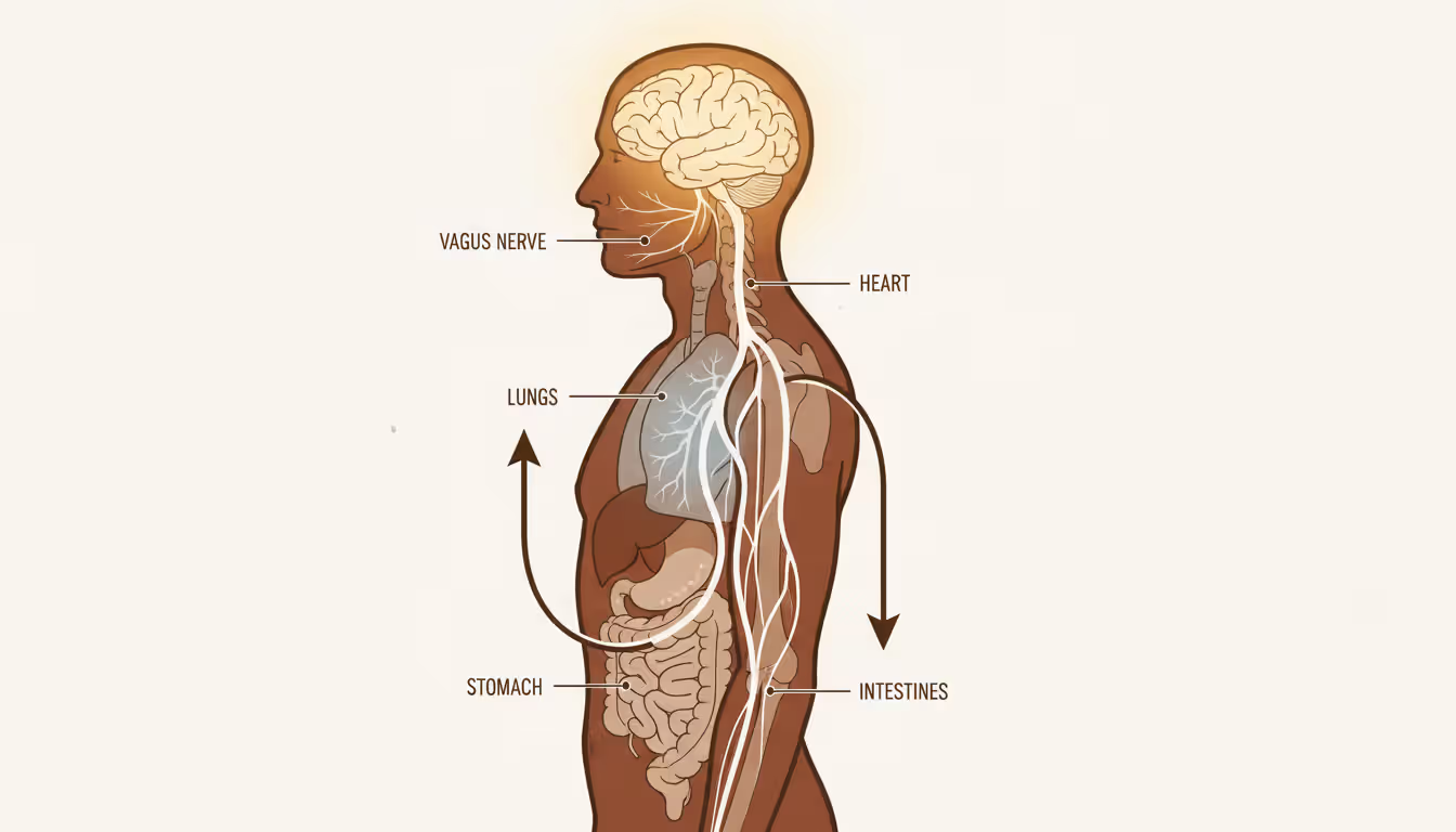 Anatomical illustration of human body showing vagus nerve pathway from brainstem to abdomen with highlighted lungs and brain areas