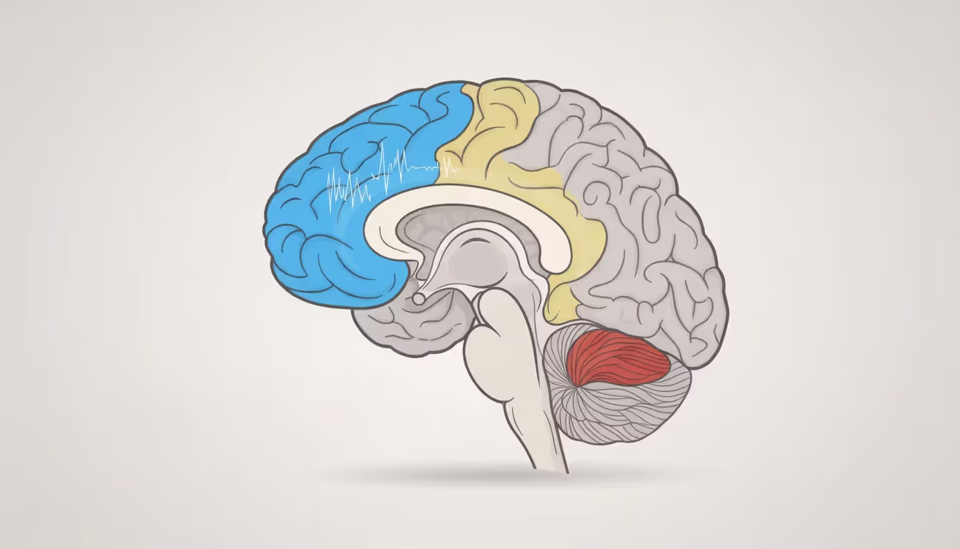 Scientific cross-section illustration of human brain highlighting prefrontal cortex in blue, amygdala in red, and default mode network in yellow with activity direction arrows