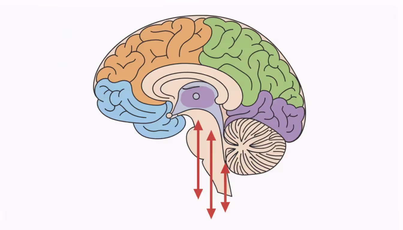 Anatomical diagram of human brain cross-section highlighting thalamus somatosensory cortex anterior cingulate cortex and prefrontal cortex with pain signal pathway arrows